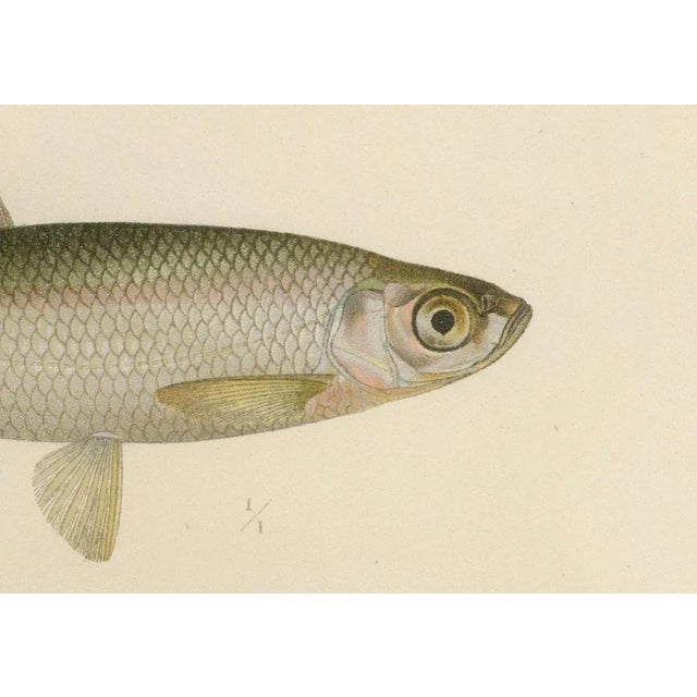 Scandinavian Asp and Bleak - Exquisite 19th-Century Lithograph, 1895 This stunning lithograph from *Skandinaviens Fiskar*...