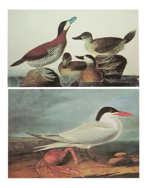 1966 Vintage Cottage Print "Ruddy Duck & Royal Tern" After John James Audubon