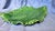 Ceramic Late 20th Century 17" Portugese Cabbageware Leaf Tray Trompe l'Oeil Majolica For Sale - Image 7 of 9