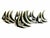 Wood Late 20th Century Black & White Butterflyfish Napkin Rings - Set of 7 For Sale - Image 7 of 7