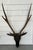Antique 19th Century Folk Art Carved Wood Black Forest Baroque Deer Head & Antlers Wall Trophy For Sale - Image 10 of 12