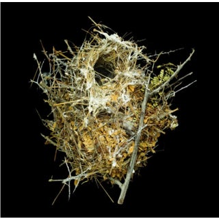 Sharon Beals Lithograph of a Nest - Verdin Auriparus Flaviceps For Sale