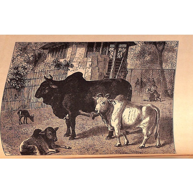 "Popular Natural History" Wood, Rev. J. G. M. A. For Sale - Image 12 of 12