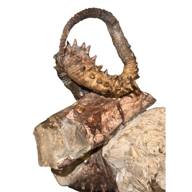 Didymoceras Stevensoni Heteromorph Ammonite Fossil on Matrix, South Dakota. For Sale - Image 10 of 12