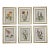 Vintage Botanicals Set of 6- Authentic Vintage 1968 Flower Prints For Sale