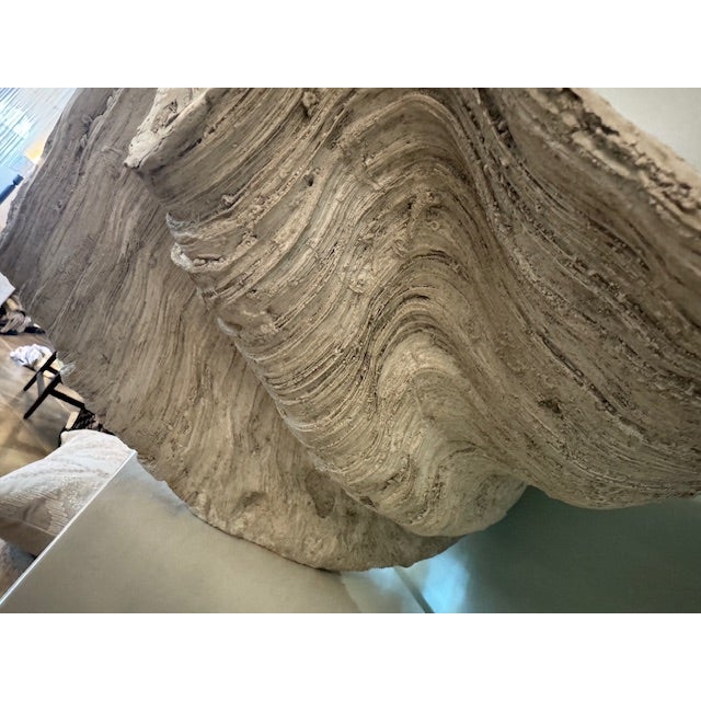 Lombok Clam Shell, Resin For Sale In Jacksonville, FL - Image 6 of 7