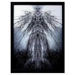 Figura Fitomorfa - Original Photograph by Claudio Palmieri - 2006 2006 For Sale