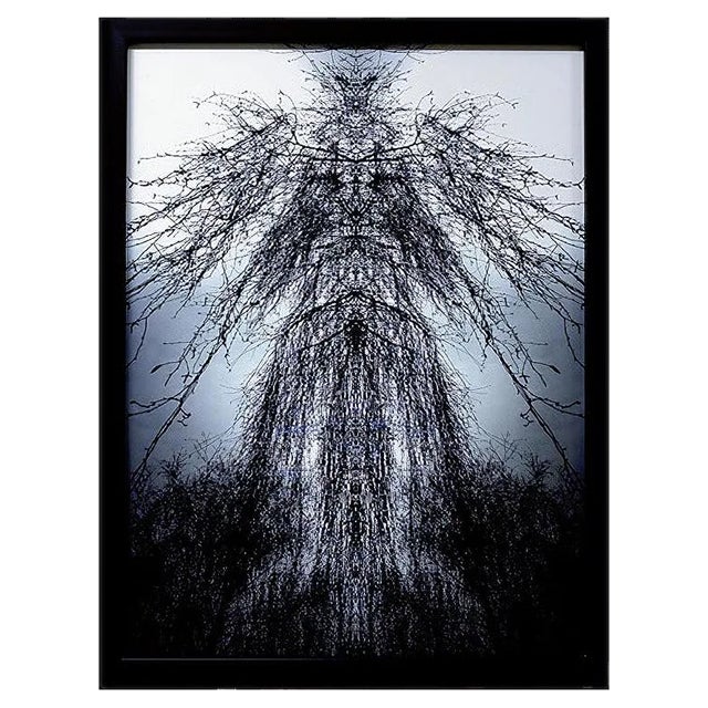 Figura Fitomorfa - Original Photograph by Claudio Palmieri - 2006 2006 For Sale