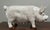 Terra Cotta Tin Glazed Pig With Glass Eyes For Sale - Image 9 of 10