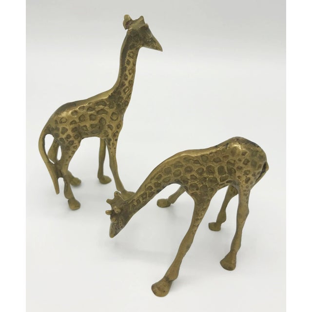 Two cute little brass giraffes, one looks like it is bending down, the other standing up. The bending down one is 3”w,...