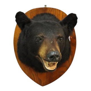 Vintage Black Bear Taxidermy Head Mount C1950 For Sale