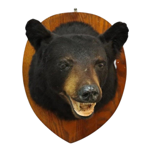 Vintage Black Bear Taxidermy Head Mount C1950