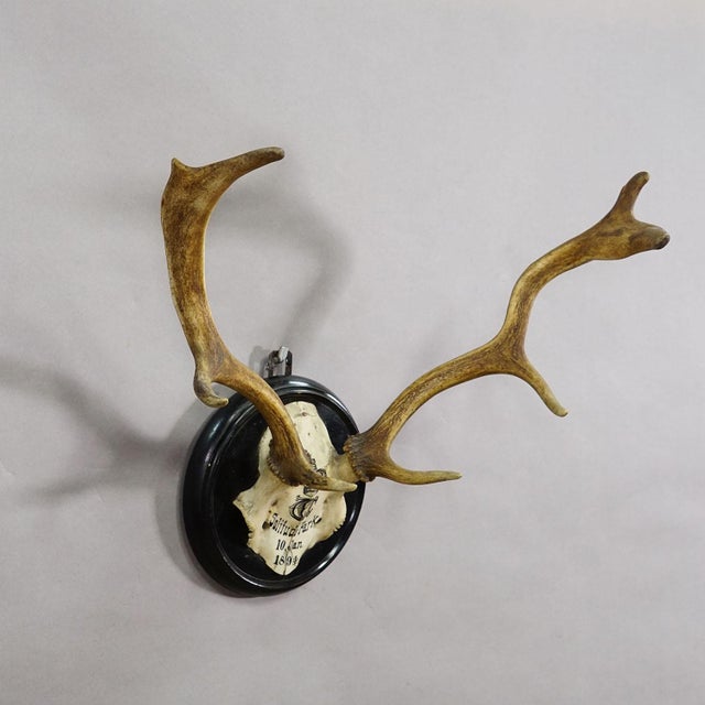Black Forest Fallow Deer Trophy from Salem Germany, Solitude Park 1894 A rare 8 pointer Black Forest fallow deer (Dama...
