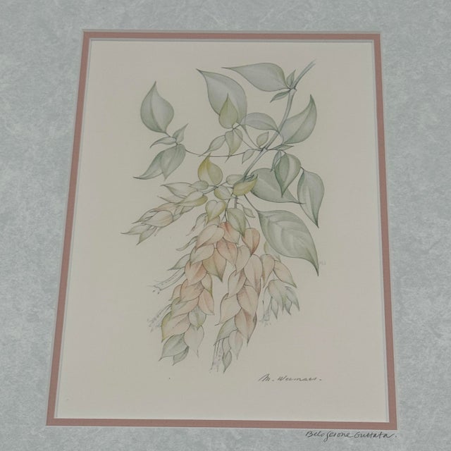 Blush Margot Weemaes 1981 Beloperone Guttata Botanical Portfolio Print For Sale - Image 8 of 11