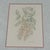 Blush Margot Weemaes 1981 Beloperone Guttata Botanical Portfolio Print For Sale - Image 8 of 11