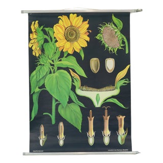 Large Vintage Sunflower School Chart by Jung Koch Quentell, 1973 For Sale