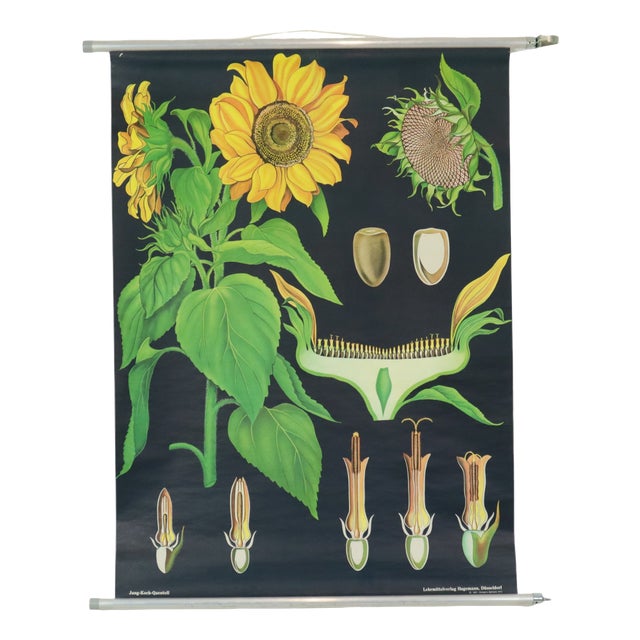 Large Vintage Sunflower School Chart by Jung Koch Quentell, 1973 For Sale