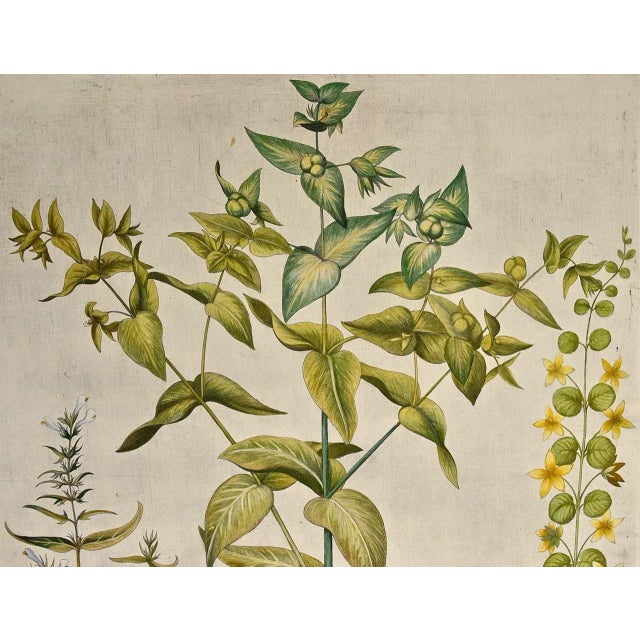 This is a hand-colored copper plate engraving entitled "Cataputia Vulgaris, Parietaria Sylvestris, Nummularia", depicting...