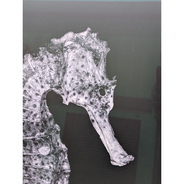 2010 Contemporary Seahorse Digital C-Print, Candomble Series, Edition 1/25, by Christian Gaul, Framed For Sale In San Francisco - Image 6 of 10