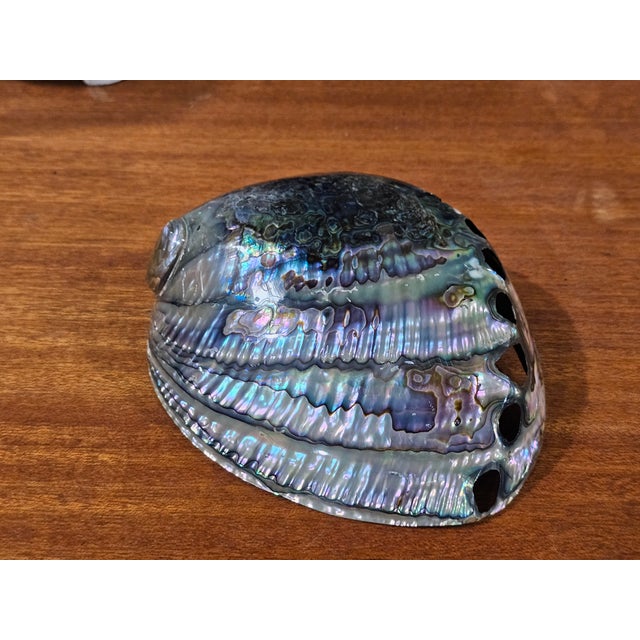 1980s Large Vintage Natural Abalone Shell – Iridescent Mother-of-Pearl – 1980s For Sale - Image 5 of 5