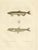 Bévalet, Capelin & Smelt from Gaimard Voyage, 1842, Print For Sale - Image 10 of 10