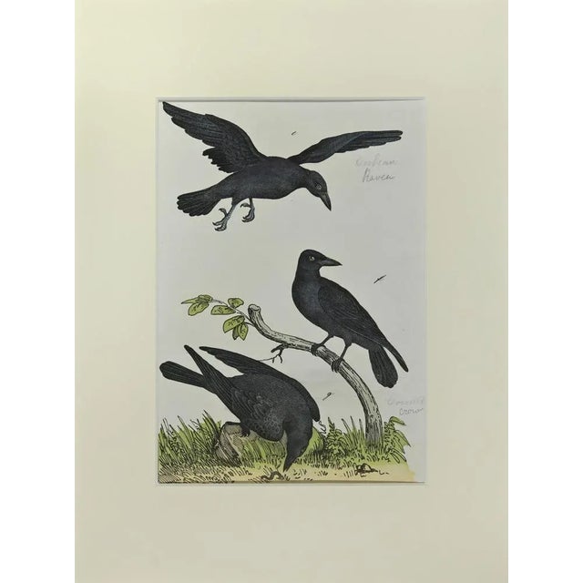 Johann Friedrich Naumann, Crow, Etching, 1840 For Sale - Image 3 of 3