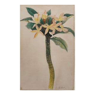Joseph Stella (American, 1877–1946) Floral Study, Pencil and Crayon on Paper For Sale