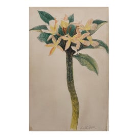 Example of Joseph Stella Drawings