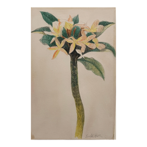 Joseph Stella (American, 1877–1946) Floral Study, Pencil and Crayon on Paper