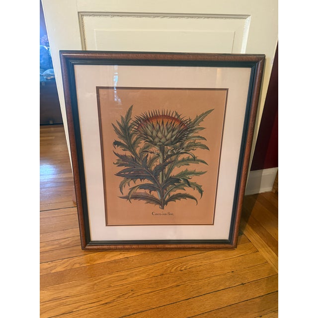 A Gorgeous Framed Besler Basilius "Cinera Cum Flore" Hand-Colored Artichoke Print. The illustration was originally created...