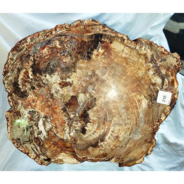 2020s Petrified Wood Side Table For Sale - Image 5 of 8