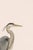 Great Blue Heron Coastal Study, Neutral Bird Wall Art Print, 20" X 30" For Sale - Image 4 of 11