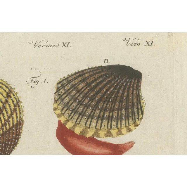 Blue Bertuch, Shipworm and Sea Pen, 1800, Engraving For Sale - Image 8 of 10