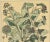 Art Nouveau 1880s French Art Nouveau Botanical Study Chromolithograph-Araliees For Sale - Image 3 of 4