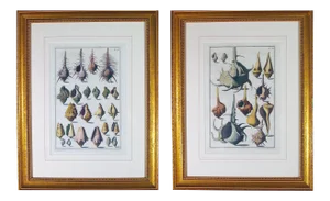Niccolò Gualtieri Framed Copperplate Engravings of Sea Shells - a Pair