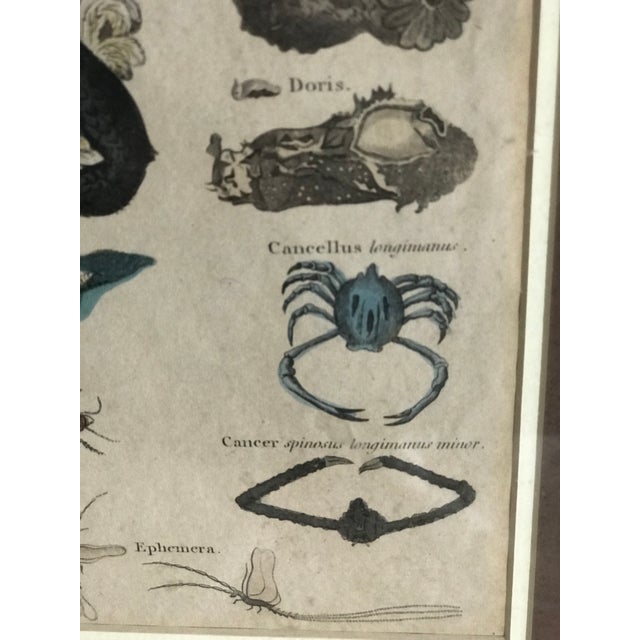 Pair 19th C Hand Colored Engravings of Extinct Species For Sale - Image 9 of 15