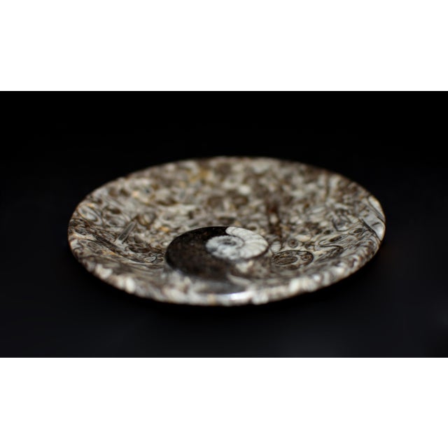 Pair Ammonite Plates Natural Fossil 4.5" For Sale - Image 11 of 15