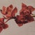 Cymbidium Orchids II by Narelle Zeller | Oil Painting of red cymbidium orchids on a branch For Sale In Denver - Image 6 of 7
