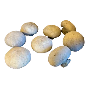 Collection of Mid-Century French Composition Stone Models of Mushrooms - Set of 8