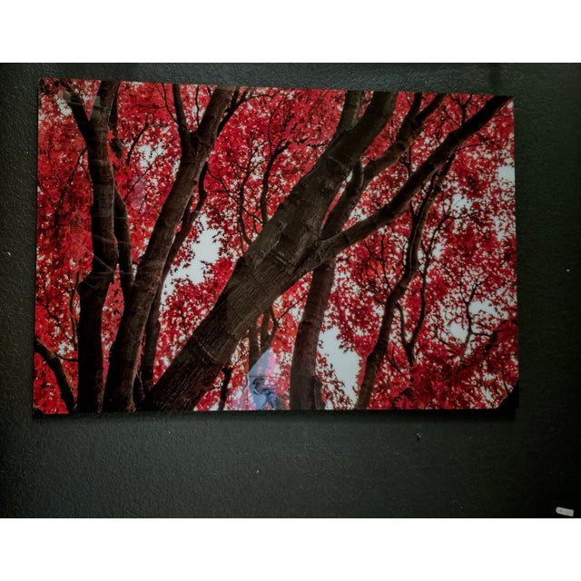 Limited Edition "Japanese Fire Maple" Acrylic Triptych Wall Art by Gerome Bonner – 5 of 15 For Sale - Image 4 of 4