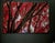 Limited Edition "Japanese Fire Maple" Acrylic Triptych Wall Art by Gerome Bonner – 5 of 15 For Sale - Image 4 of 4