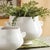 At first glance, the Wellon Cachepot looks like your average vessel, but the organic rim and curvy shape make it an...