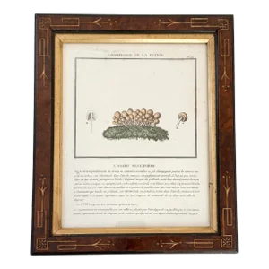 French Botanical Mushroom "L'Argaric Piluliforme" Illustration From 1700's, Antique Framed Etched Botany Art