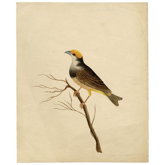 Paper Indian Company School Artist, Indian Bird, 18th Century, Watercolor, Set of 8 For Sale - Image 7 of 18