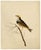 Paper Indian Company School Artist, Indian Bird, 18th Century, Watercolor, Set of 8 For Sale - Image 7 of 18