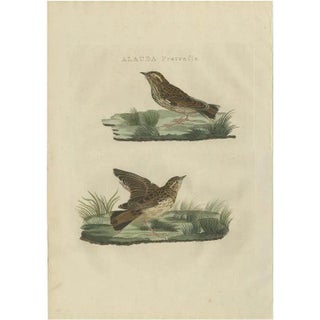 Sepp & Nozeman, The Meadow Pipit, 1809, Print For Sale