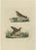 Sepp & Nozeman, The Meadow Pipit, 1809, Print For Sale