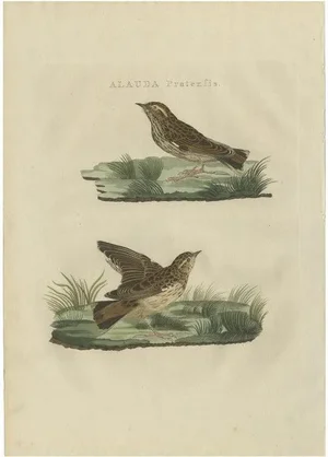 Sepp & Nozeman, The Meadow Pipit, 1809, Print