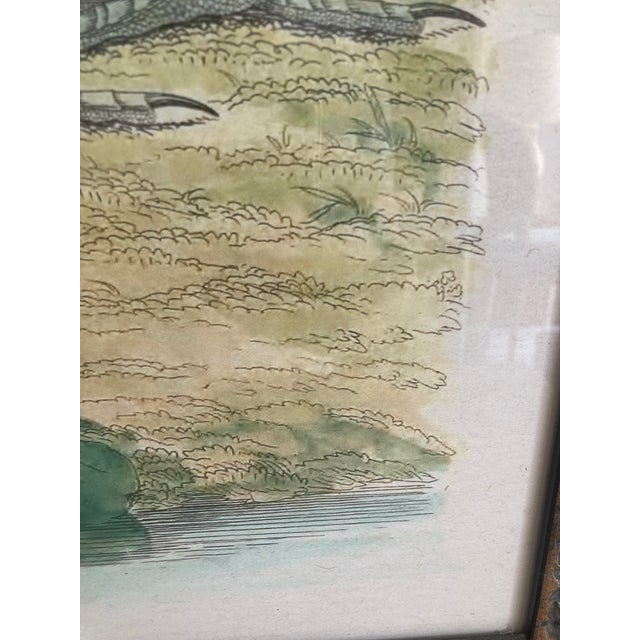 Audubon 3 Bird Print Framed For Sale - Image 12 of 15