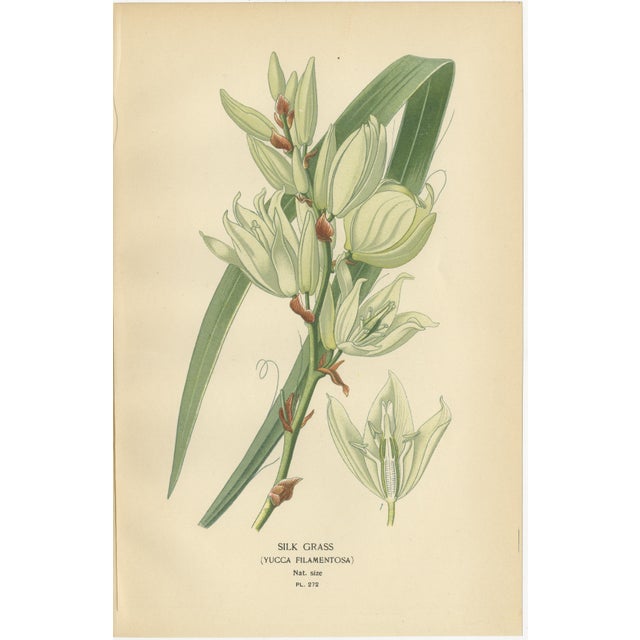 Edward Step, Gasteria, Aloe & Yucca, 1897, Prints, Set of 3 For Sale - Image 4 of 10